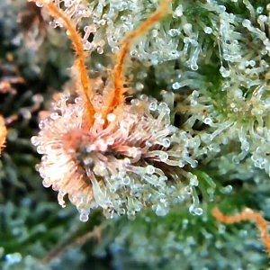 Gorgeous trichome shot Sadie July 3.jpg