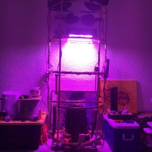 New setup single autoflower rig with everything on.jpg