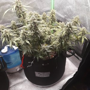 GG#4 Day 75.jpg