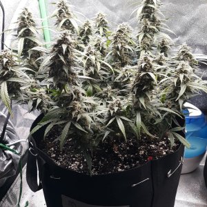 GG#4 Day 73.jpg