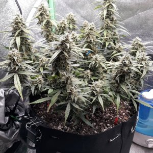 GG#4 day 71.jpg