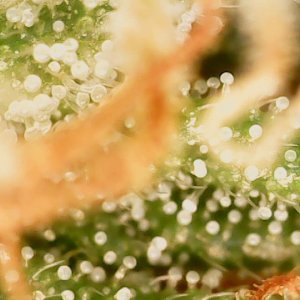 C Kush upper bud Trichs.jpg