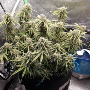 CandyKush day 77.jpg