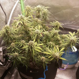 CandyKush Day 75.jpg