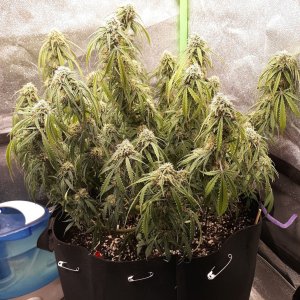 CandyKush Day 73.jpg