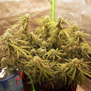 CandyKush day 71.jpg