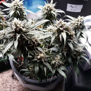 KerryKush day 60.jpg