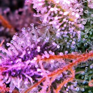 Sue Anne trichome shot 3 July 23.jpg