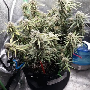 CandyKush day 79.jpg