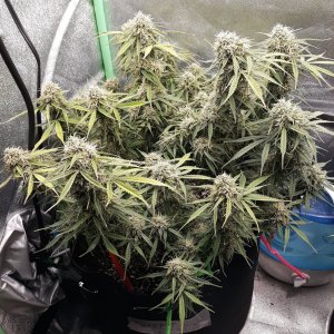 CandyKush Day 81.jpg