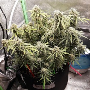 CandyKush day 84.jpg