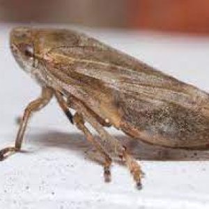 leafhopper.jpg