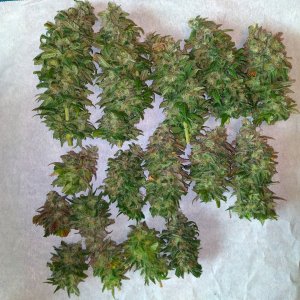 AfghaniKush Harvest 020.jpg