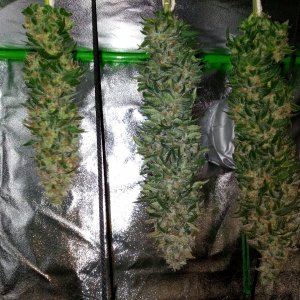 AfghaniKush Harvest 022.jpg