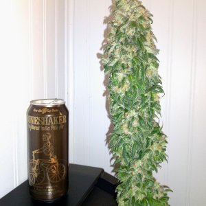 AfghaniKush Harvest 015.jpg