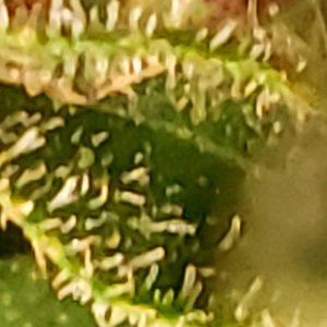 GSC_trichomes2_07262021.jpg