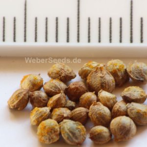 humulus-lupulus-seeds.jpg