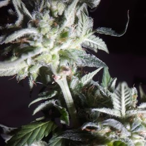 GG#4 day 89 Seeds.jpg