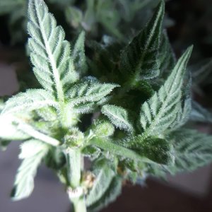 GG#4 day 89 seeds 2.jpg