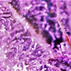 Trichome Four.jpg