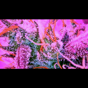 Trichomes.PNG