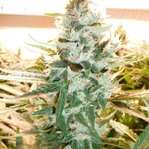 Day 39 Bud 2634.JPG