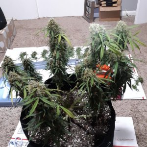 CandyKush day 91 CHOP CHOP day.jpg