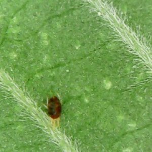 mites4.JPG