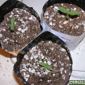 K2 Special Seedlings