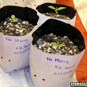 K2 Special Seedlings