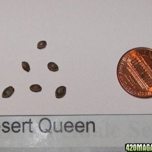 Desert Queen seeds