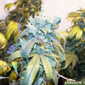 white skunk