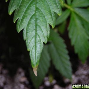 brown tips on older fan leaves