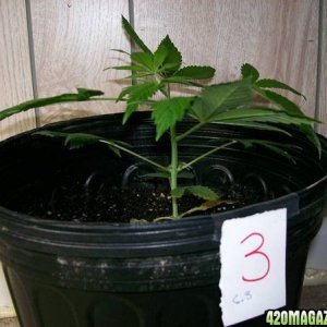 Plant 3