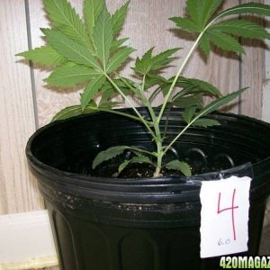 Plant 4