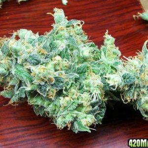 whiteskunk