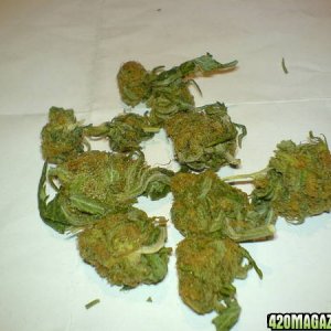 Spanish Bud