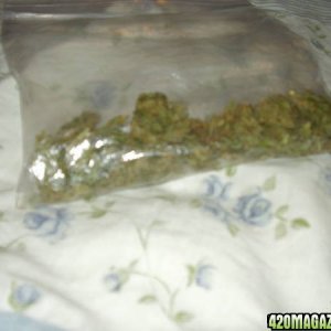 warpedfactory Bud in a bag