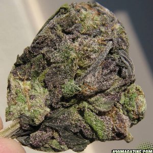 Purple Nugs By seanislegend