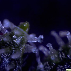 fun with trichs 11-16-10