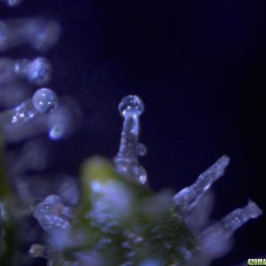 fun with trichs 11-16-10