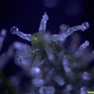 fun with trichs 11-16-10