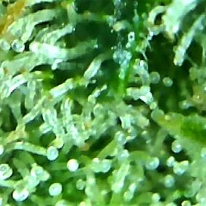 trichome 1 August 2.jpg