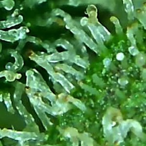 trichome 2 August 2.jpg