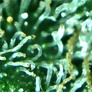 trichome 3 August 2.jpg