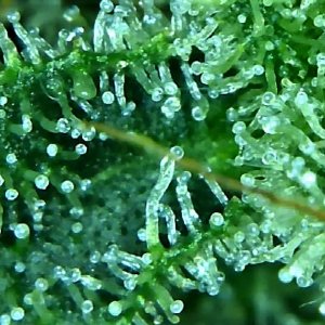 trichome 4 August 2.jpg