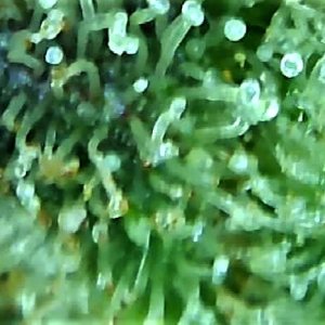 trichome 6 August 2.jpg