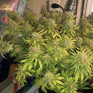 indy-grow-journal-by-ehcndgrowerg13-labsblue-cindy.jpg