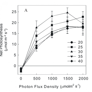 Cannabis photosynthesis vs PPFD and Temp.png