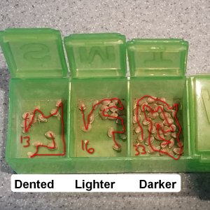 20210718_115913 CD-1 STS sorted seeds.jpg